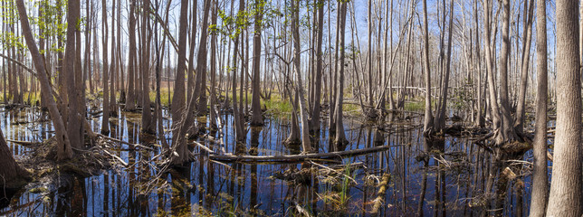 panorama of the Okefenokee swamp