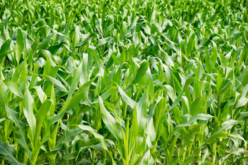 Agriculture - Green Corn tree on farm
