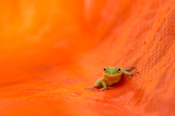 Tiny green tree frog on orange tarp looking at camera