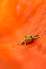 Tiny green tree frog on orange tarp looking at camera