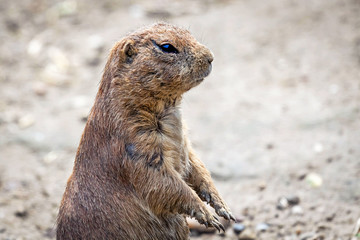 Prairie dog (genus cynomys) 
