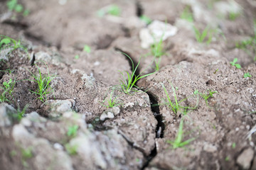 Barren ground ,growing plant from drought