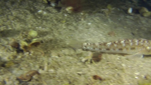 Sand goby swims above the bottom and then buries itself in the sand, medium shot.
