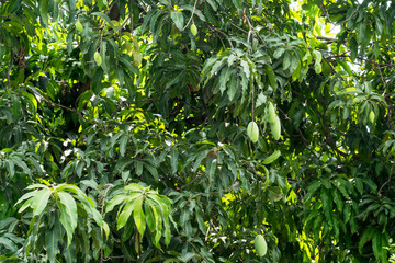 mango tree in summer season