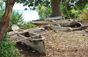 The Jozani Chwaka Bay National Park in Zanzibar, Tanzania
