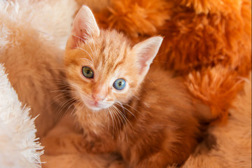 Tiny small cute adorable orange kitten with blue eyes in a soft bed looking up making eye contact...