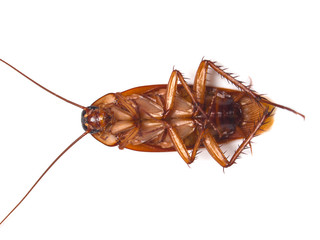 cockroach