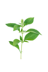 Lemon basil