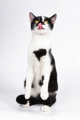 Naklejka na ściany i meble Black and white cat