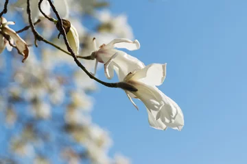 Crédence de cuisine en verre imprimé Magnolia Magnolia with blue sky