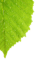 Green leaf with drops of water