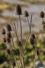 wild winter thistle on river humber bank UK