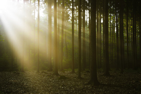 Fototapeta Deep forest with sun rays