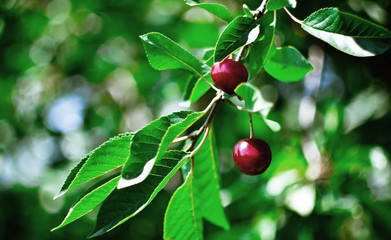 Cherries on a tree branch