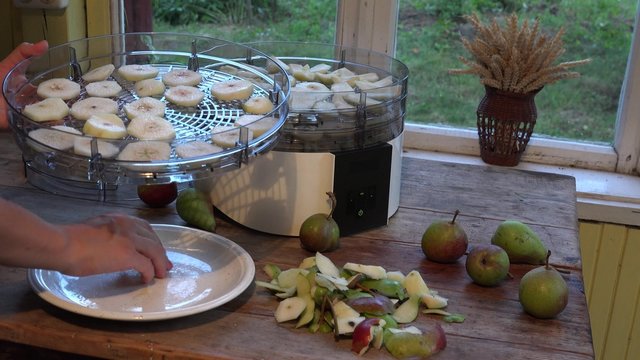 female hand put pear fruit slice on dryer plate indoor in rural room. 4K UHD video clip
