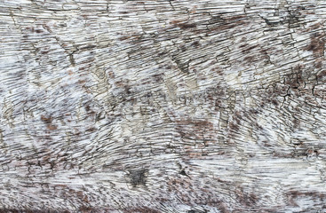 Old painted wood wall