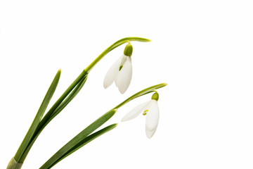 beautiful snowdrop flower