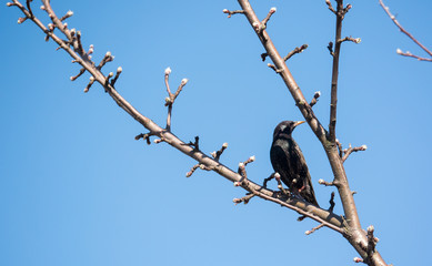 a starling sitting on branch of apple tree