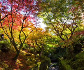 Fototapeta premium Autumn foliage at Tofukuji Temple, Kyoto