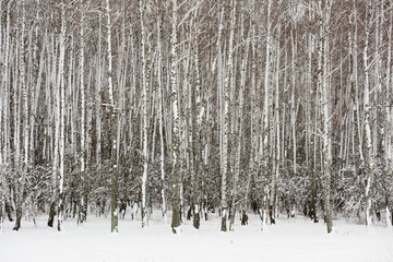 Empty birch trees grove in winter