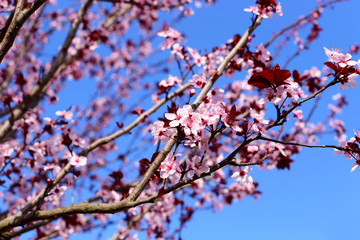 Pink blossom flowers