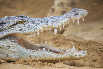 Naklejka premium Crocodile with open mouth