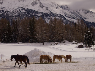 Cavalli in montagna con la neve