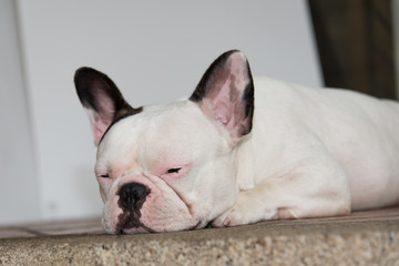 Front side French bulldog looks smart