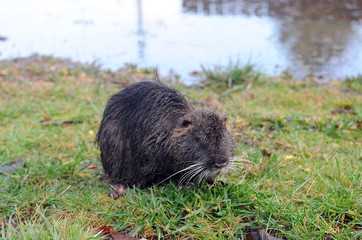 The invasive species of rodent called nutria emerges from a levee following a flood.