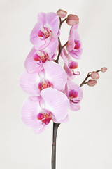 Fototapeta na wymiar Pink streaked orchidea