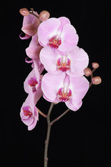 Fototapeta na wymiar Pink streaked orchid flower (Phalaenopsis)