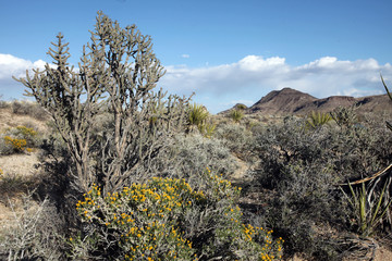 The rugged and mountainous Mojave Desert lies east of Los Angeles, California, in a dry rocky landscape where some plants and animals manage to drive.