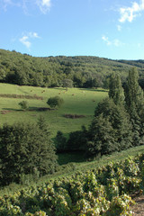 Coteaux de Bourgogne