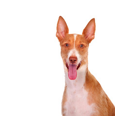 Red and white dog with ears pricked