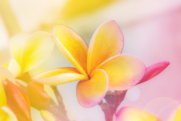 Romantic soft mood colour frangipani yellow pink flower