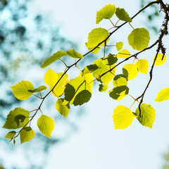 Green leaves against the forest