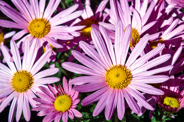Obraz premium A bouquet of pink flowers blooming chrysanthemum in garden.