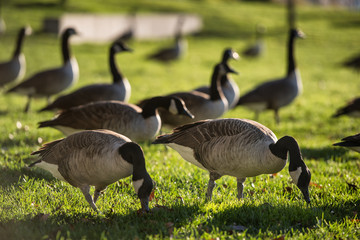 Gaggle of gooses on green grass on the farm field