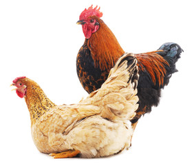 Hen and cock.