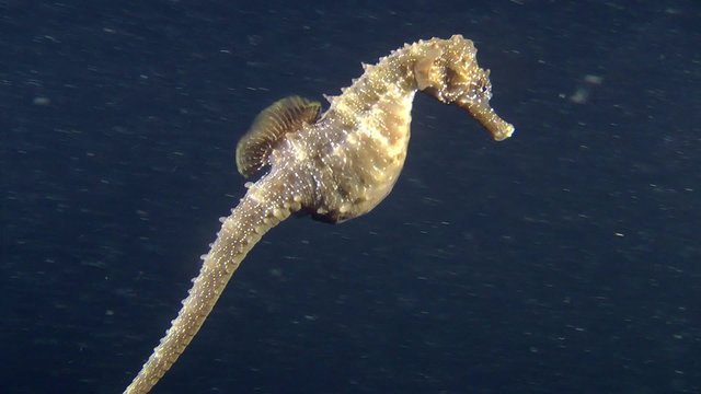 Sea horse slowly swims in the water column, and then swims away into the darkness, close-up.
