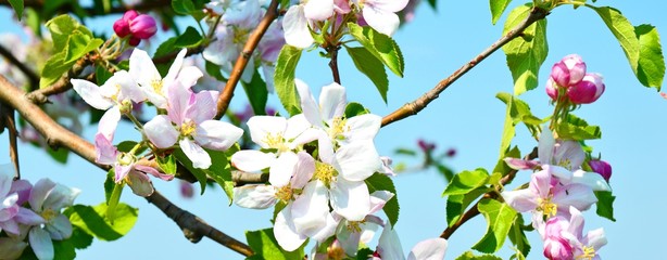 Frühling, Obstblüte