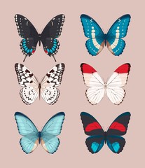 Obraz na płótnie Canvas Collection of butterflies