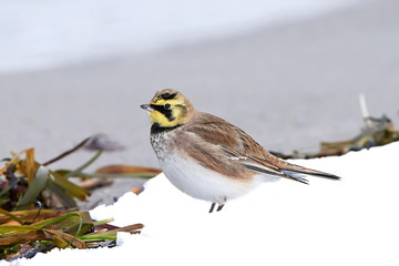 Horned lark (Eremophila alpestris)
