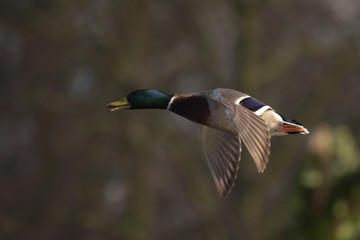Mallard, Duck, Anas platyrhynchos