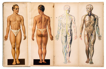 Old vintage male medical anatomy charts - obrazy, fototapety, plakaty