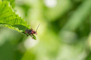 Soldier beetle (Cantharis rustica) looking from a top of stinging needle leaf. Nature background with copy space.