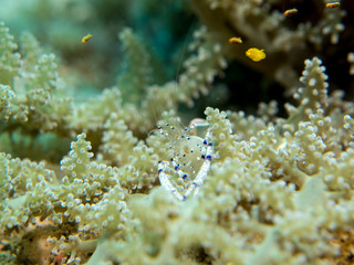 Fototapeta na wymiar shrimp with sea anemone
