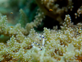 Naklejka na ściany i meble shrimp with sea anemone