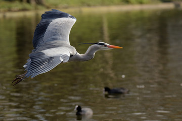 Grey Heron, Ardea cinerea