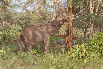 Fototapeta na wymiar Adult elephant with big tusks in profile among trees and shrubs. Lake Manyara National Park, Tanzania, Africa. 